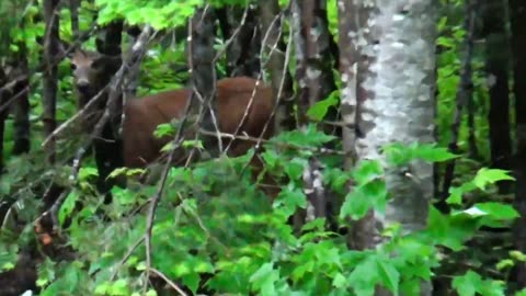 White-tailed deer