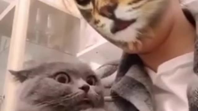 Cat reaction