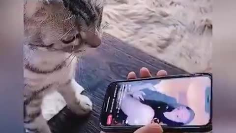 Funny videos, cute animals