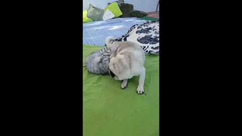 Cat Puts Dog out of the Sofa