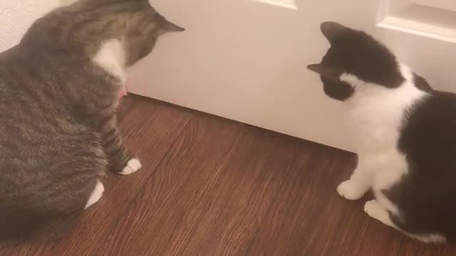 Kitties Battle Boredom by Booping Ball Back and Forth