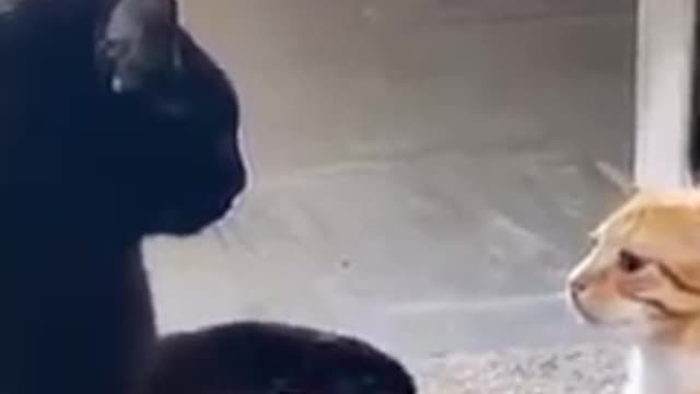 Cats are fun