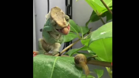 The speed of the Chameleon sticking out its tongue to catch its prey