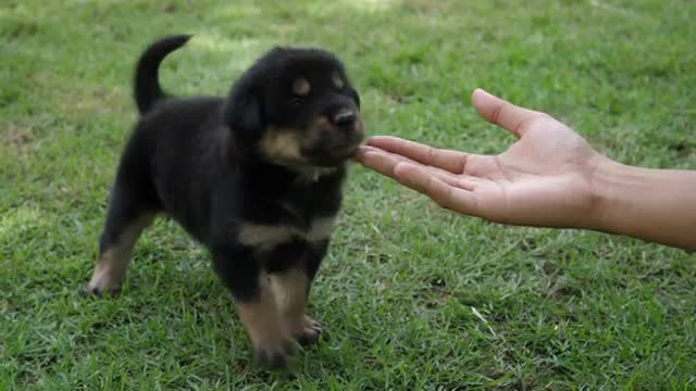 Cute Puppy Baby Dog-Playing In The Green Park