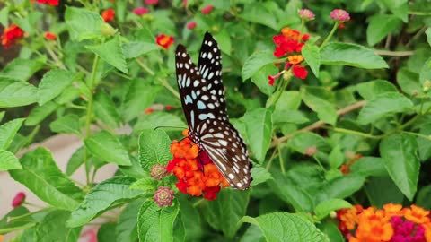 beautiful butterfly sitting on flowers