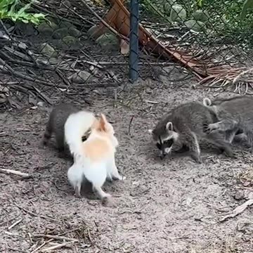 This is the dream! 😍🦝🐶