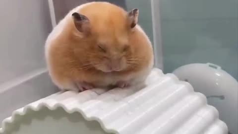 Sleepy hamster