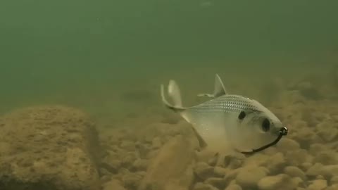 This is a beautiful and charming water-dwelling species