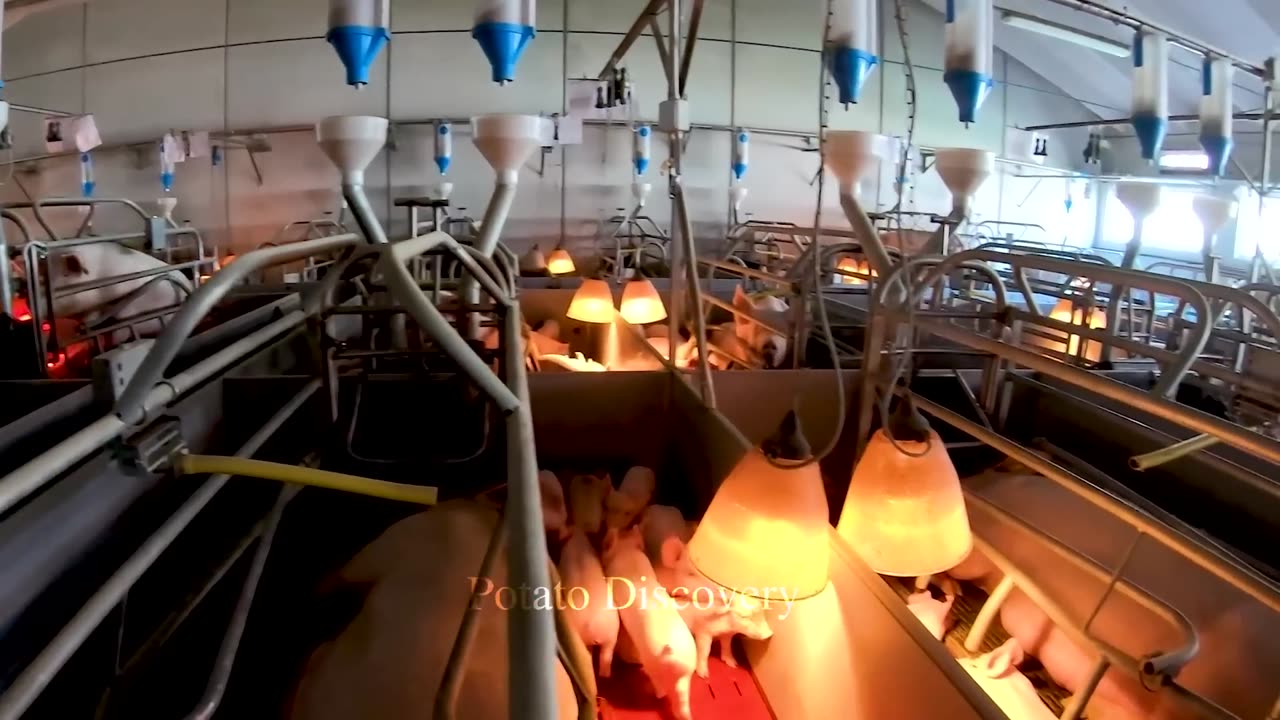 Amazing Modern Chicken Processing Factory - Automatic Pork Cutter Processes