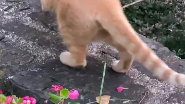 Cat vs Praying mantis