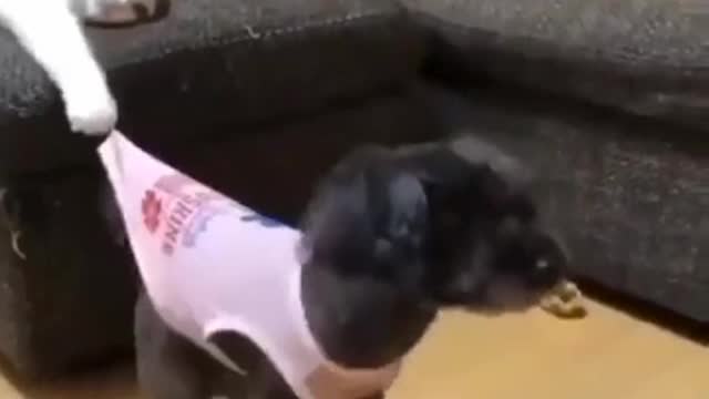 This Cat is Very Funny because of his work 😃