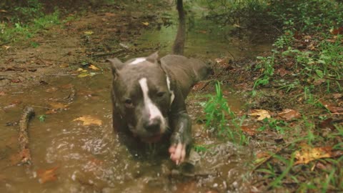 He love to swim? Or he find a food! Funny dog