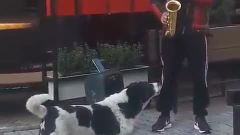 Adorable dog 😘sings along!