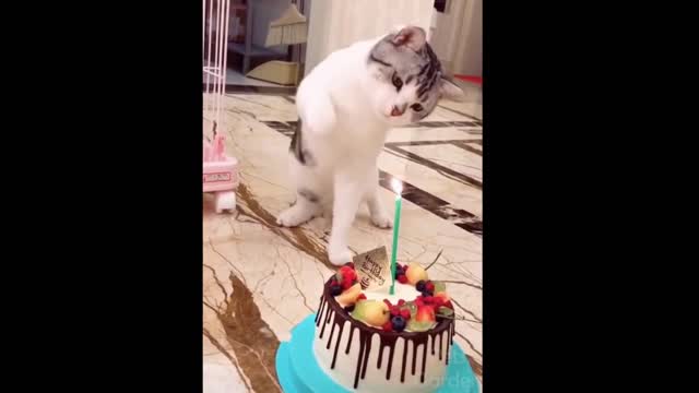 A cat with her birthday cake