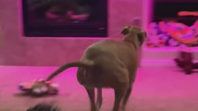 Cute thing my dog does