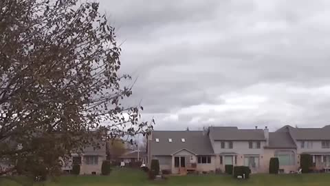 Bald eagles in Tinley Park, IL