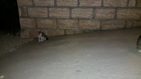 Cute beautiful kittens are playing in the yard (Night shooting)