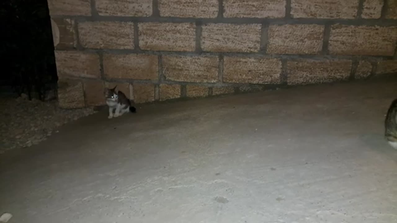 Cute beautiful kittens are playing in the yard (Night shooting)