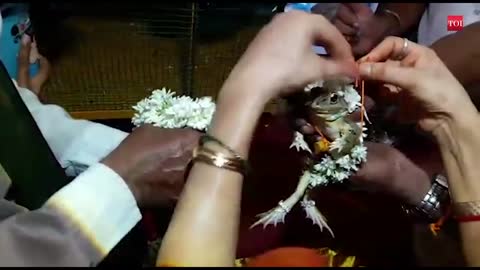Amazing wedding a frog in India