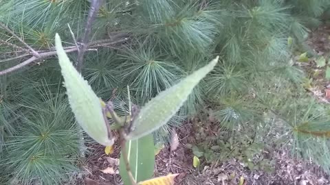 Milkweed