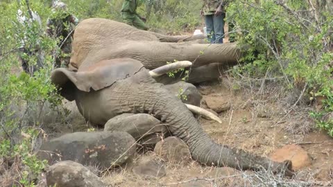 Elephant Intervention in Borana, Kenya