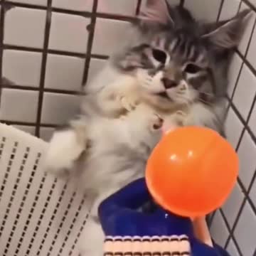 Funny Cat Vs Dogs Compilation 2021- Try Not To Laugh -D