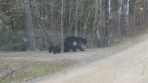 Mama bear and her cubs