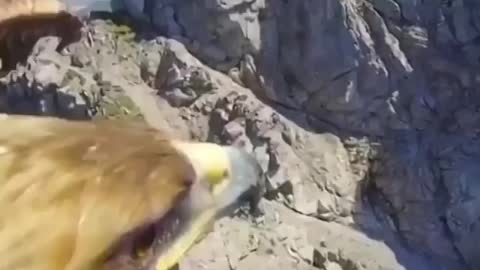 How The Flying Eagle see