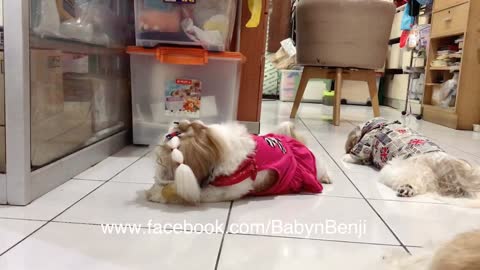 Emmy Baby Girl Shih Tzu busy with her Nylabone