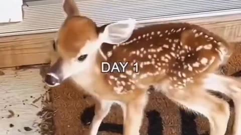 Wholesome Deer Story