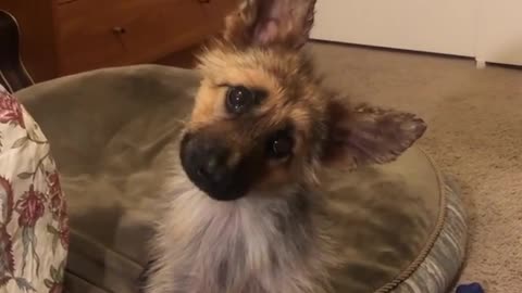 Check out this puppy's head tilts to dogs barking the Darth Vader theme song