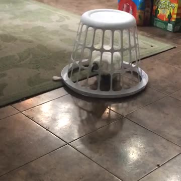 Cookie the Cockatoo drives basket around home