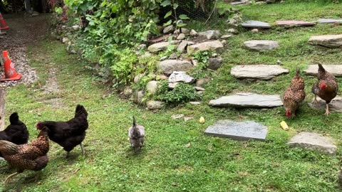 Chicken Corn Toss: In The Throws Of Carnage