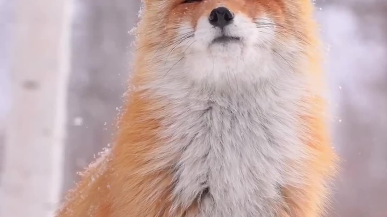 Beautiful fox enjoying the snow fall