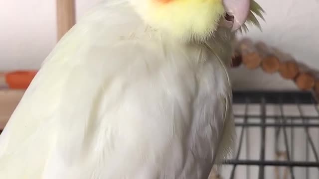 Cockatiel’s Reaction To His Name Dawn