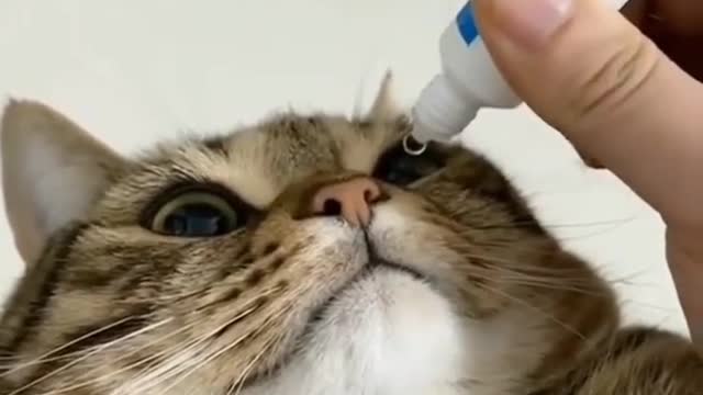 Putting drops on cat's eyes