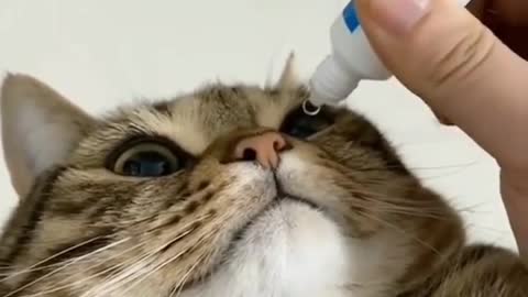 Putting drops on cat's eyes