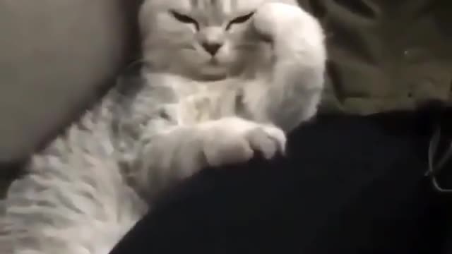 Funny cats vídeos best the world.