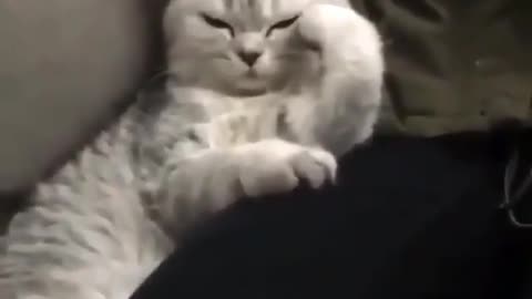 Funny cats vídeos best the world.