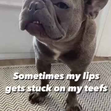 Frenchie lips stuck on teeth #lol