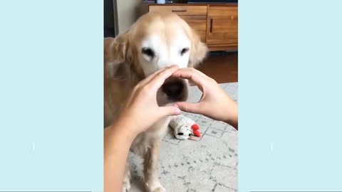 Funny Dog Videos