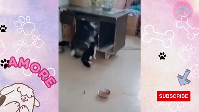 Cute and funny fight between cat and dog!!😂😂 laughs 100%💓💓