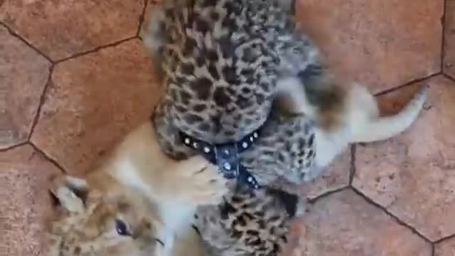 Cute baby jaguar teasing baby lion jumping and biting video.mp4