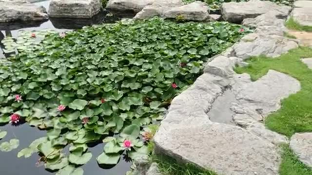 A pond of red lotus flowers is so beautiful