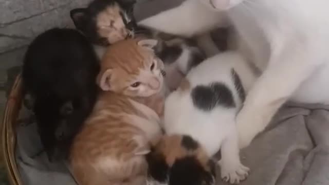 A Cat With Three Kittens Added A Mice To Her Family