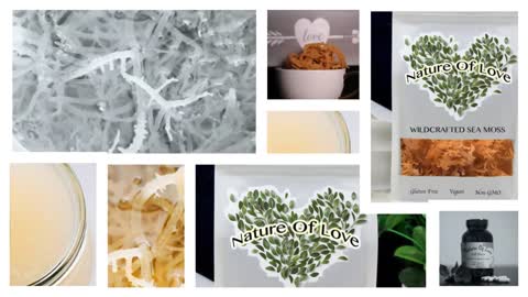 Sea Moss And Bladderwrack