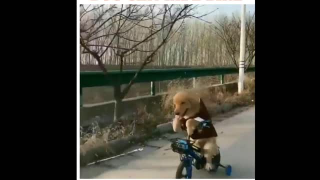 Dog can ride bike