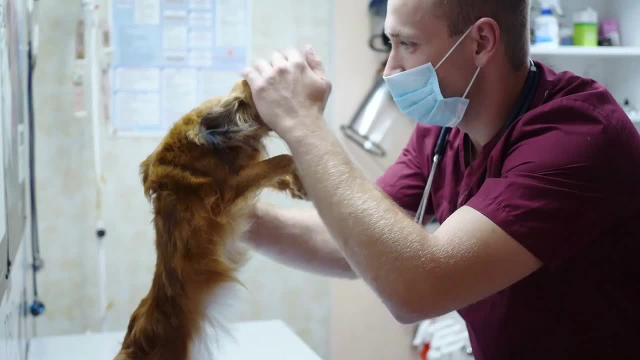 The vet examines the dog at the reception
