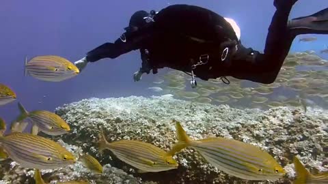 Critically endangered sea Lutjanus family and young scuba diver are at one