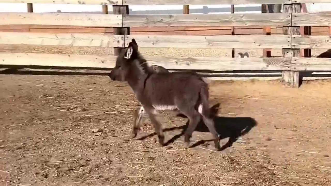 funny animal video